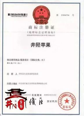 水果愛(ài)好者的福音 國(guó)家地理標(biāo)志產(chǎn)品“井陘蘋(píng)果”上市，代理代辦全面啟動(dòng)
